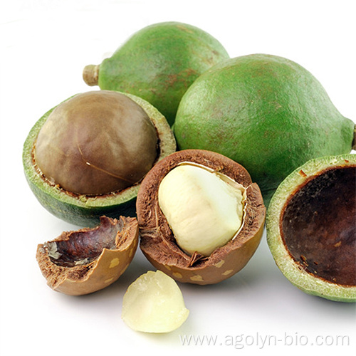 Big Size Roasted Macadamia In Shell For Sale